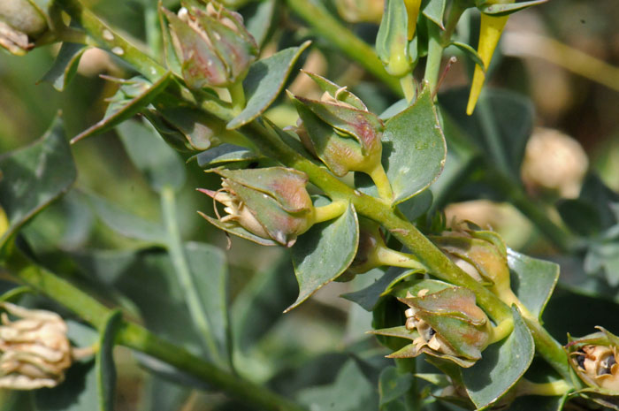 Yellow Toadfax is an invasive perennial that has yellow flowers resembling a snapdragon flower. This species blooms July through September. Linaria vulgaris